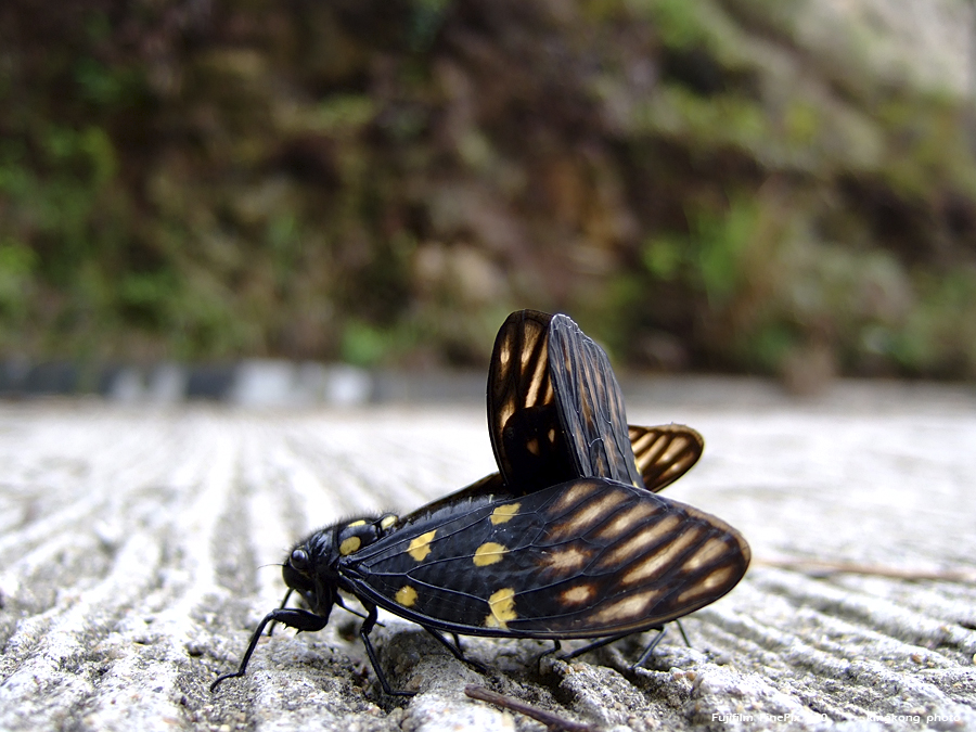 DSCF2133.JPG - 石壁水塘 => 狗嶺涌 => 分流 => 煎魚灣 => 二澳 => 大澳Shek Pik => Kau Ling Chung => Fan Lau => Tsin Yue Wan => Yi O => Tai O