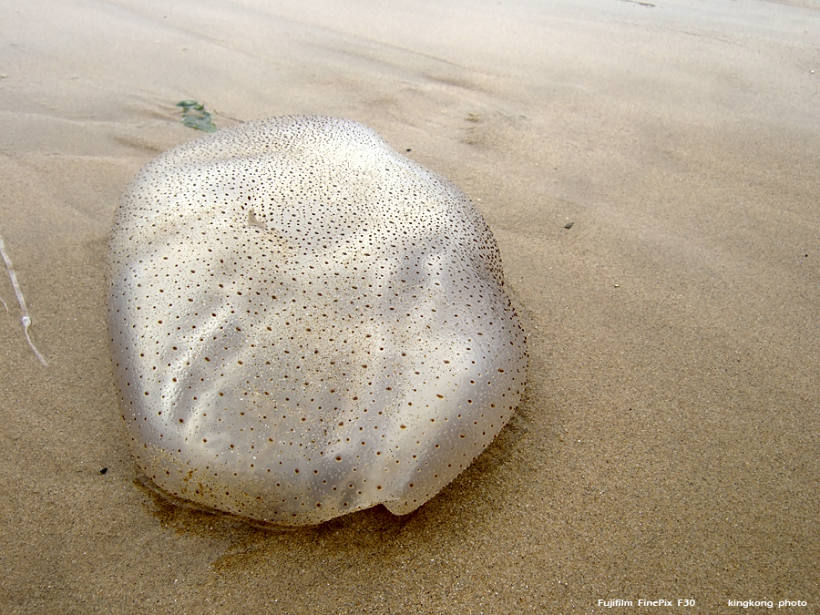 DSCF2243.JPG - 石壁水塘 => 狗嶺涌 => 分流 => 煎魚灣 => 二澳 => 大澳Shek Pik => Kau Ling Chung => Fan Lau => Tsin Yue Wan => Yi O => Tai O