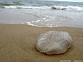 DSCF2245