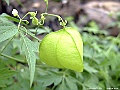 DSCF2350