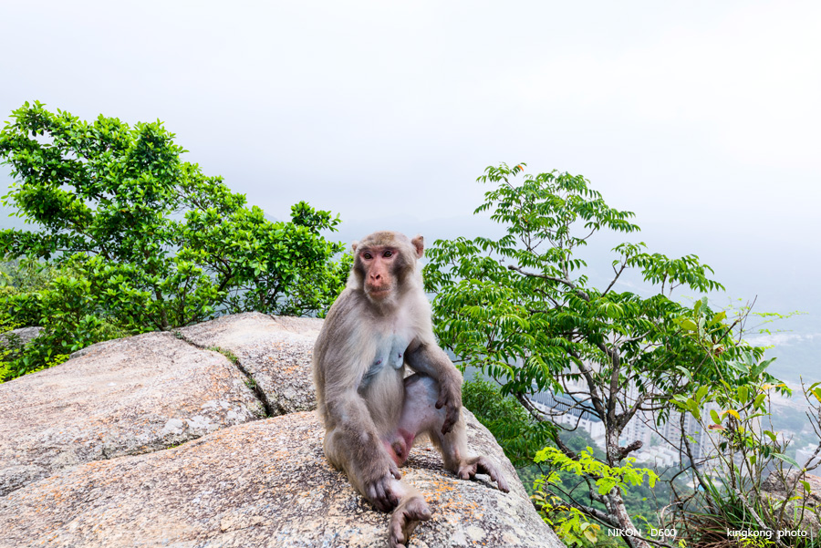 _DSC8593.jpg - Taken at Latitude/Longitude:22.359296/114.179689.  km       (Map link) 