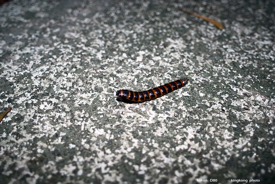 DSC_0325.JPG - TUNGCHUNG-SHALOWAN