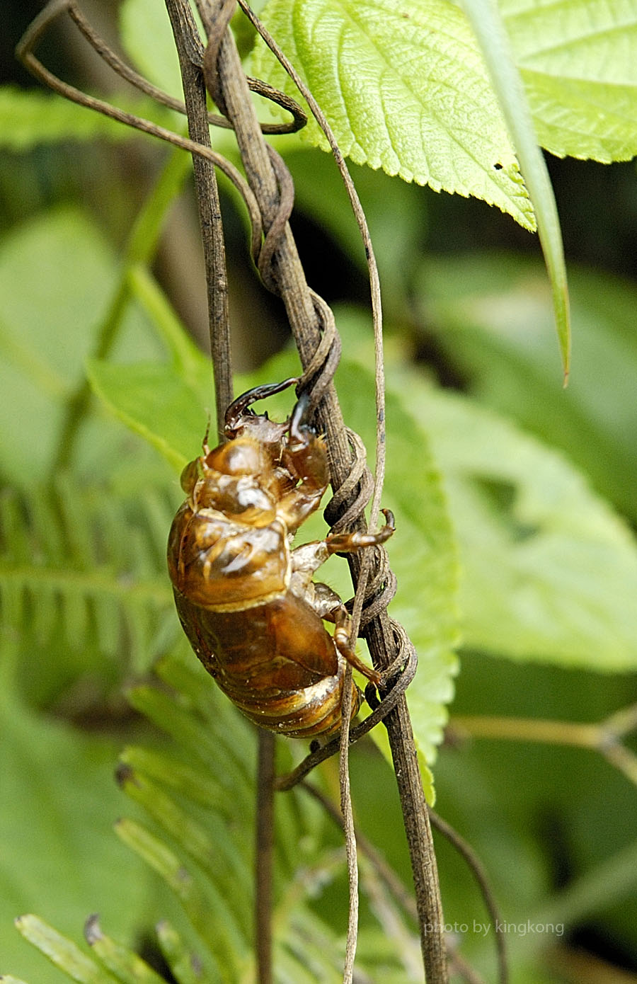 _DSC0842.jpg - 陰澳