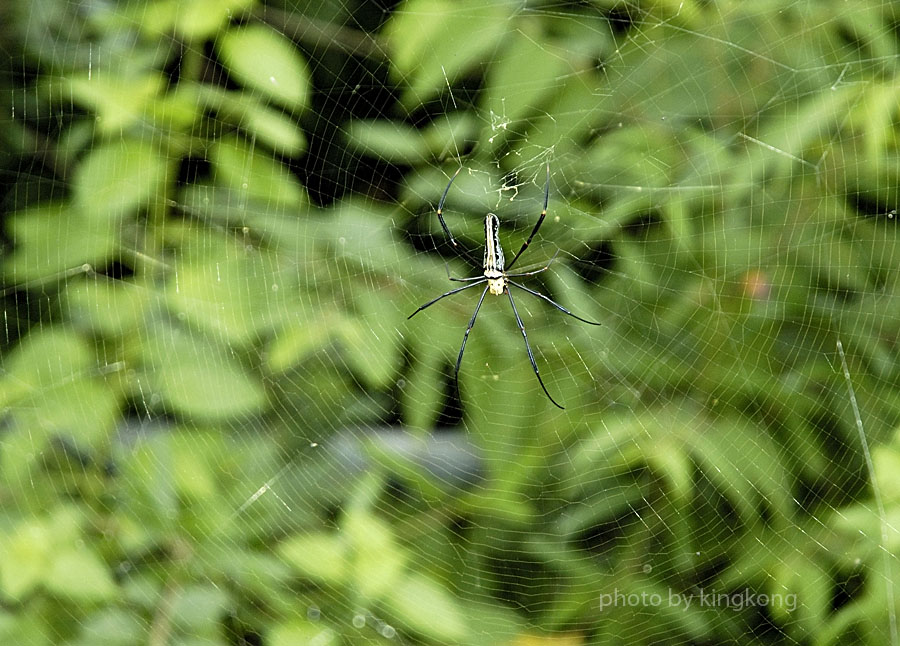 _DSC0845.jpg - 陰澳