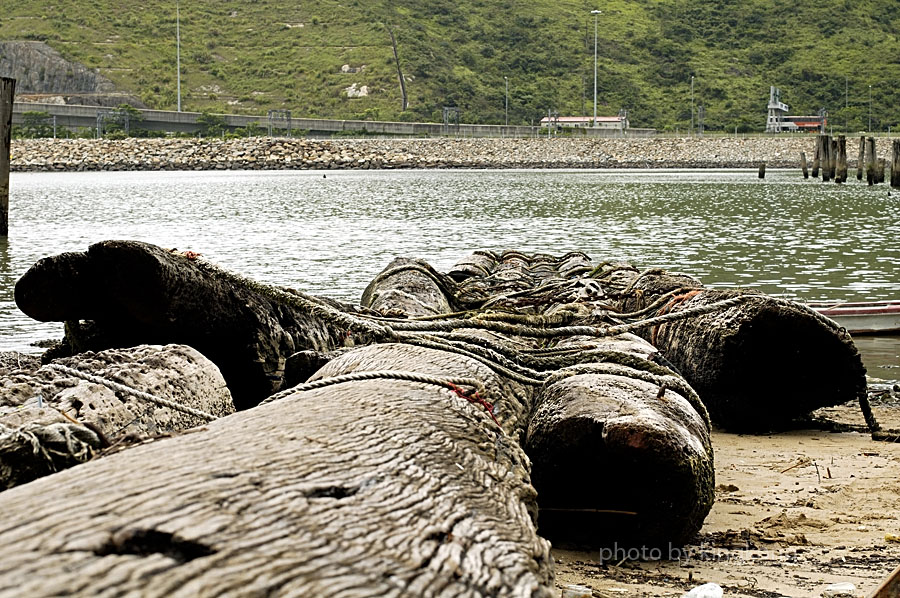 _DSC0867.jpg - 陰澳