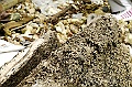_DSC0906
