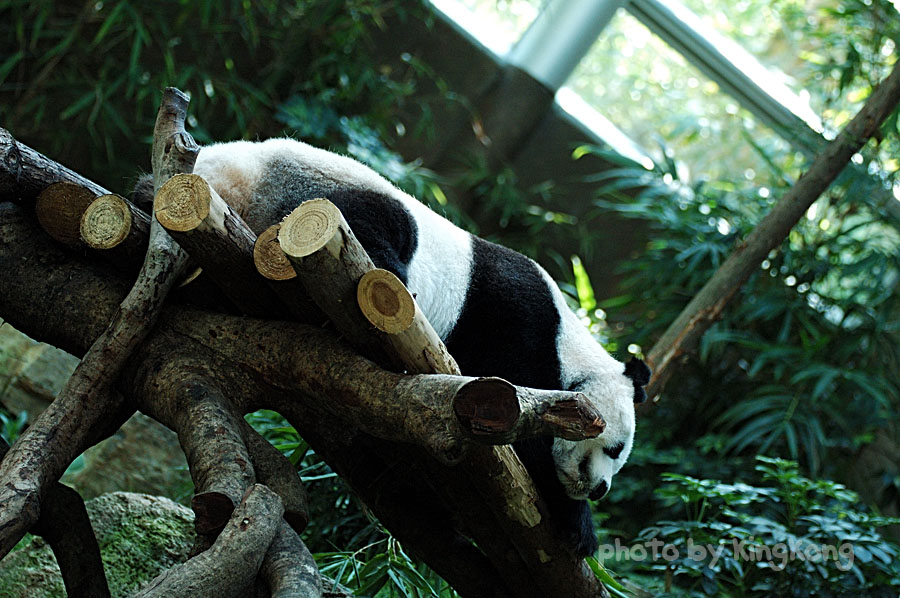 DSC_3954.jpg - 海洋公園