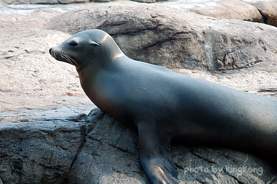 DSC_4115.jpg - 海洋公園