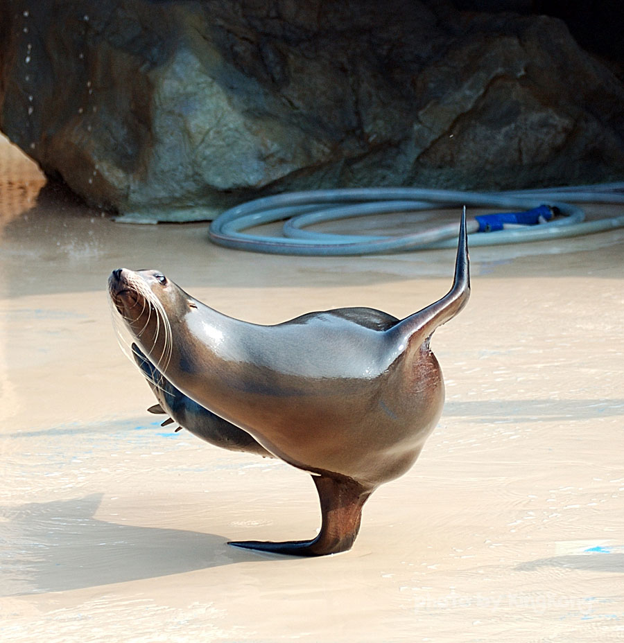 DSC_4157.jpg - 海洋公園
