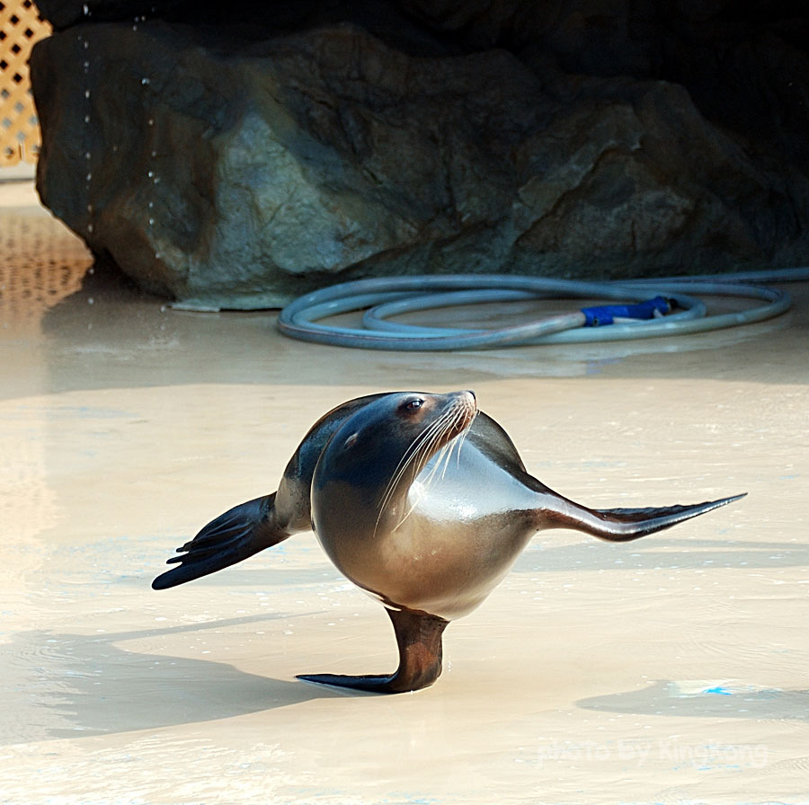 DSC_4159.jpg - 海洋公園