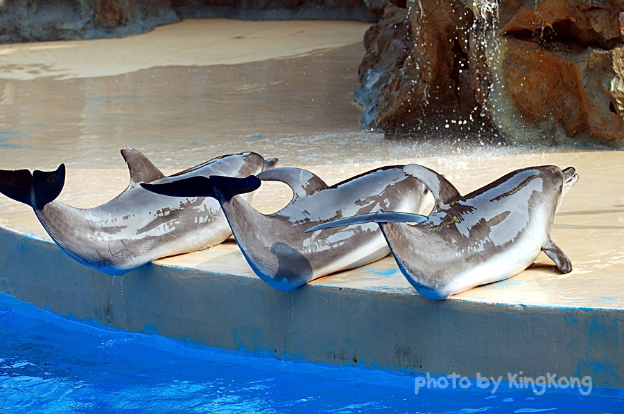 DSC_4160.jpg - 海洋公園