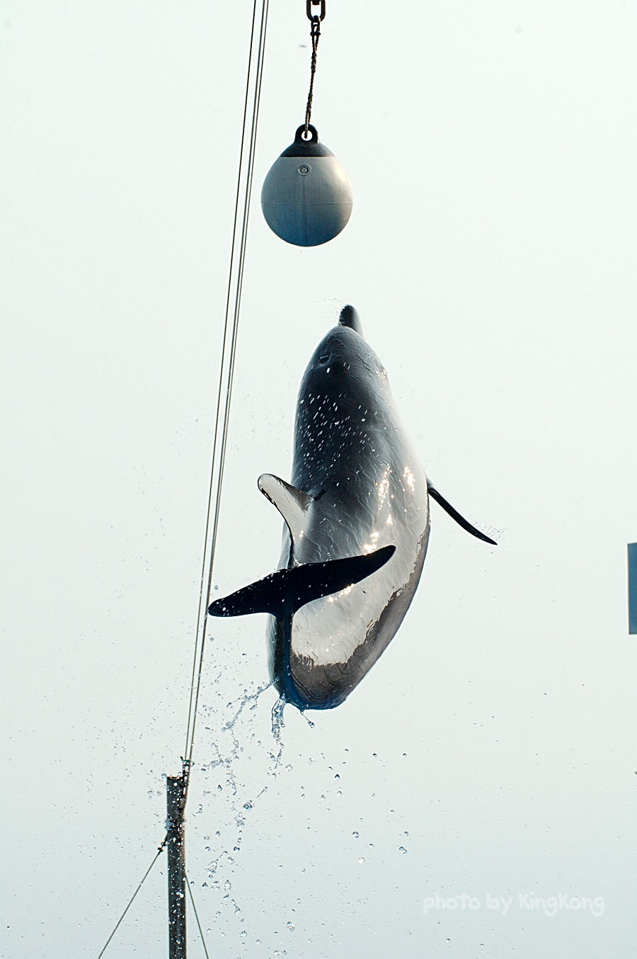 DSC_4165.jpg - 海洋公園