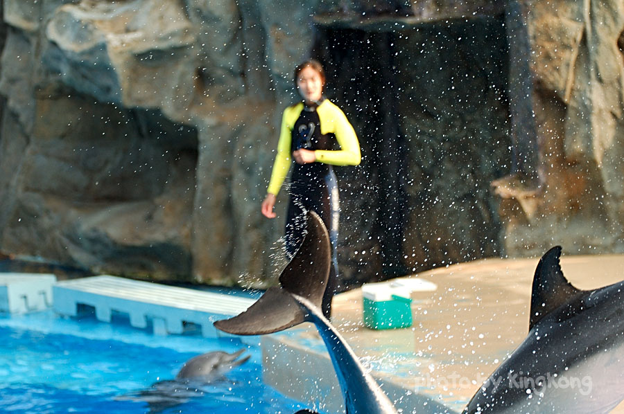 DSC_4167.jpg - 海洋公園