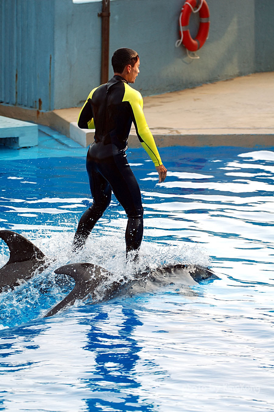 DSC_4181.jpg - 海洋公園