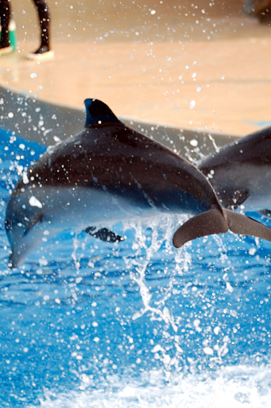 DSC_4183.jpg - 海洋公園