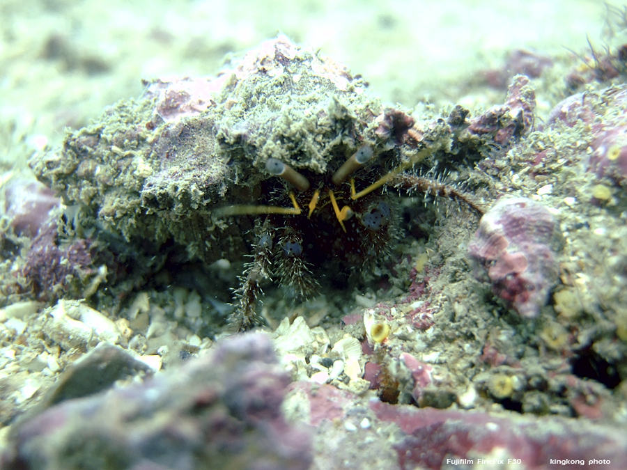 DSCF3126.JPG - underwater