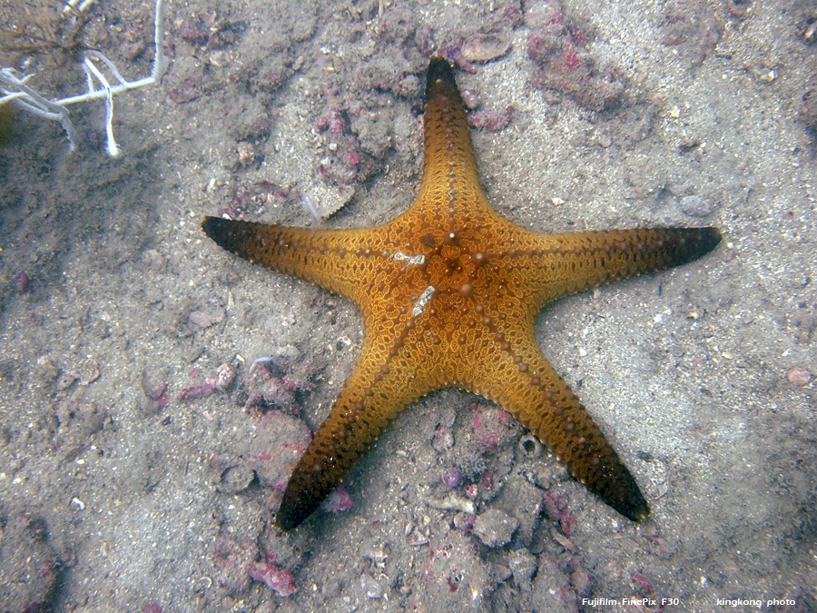 DSCF3131.JPG - underwater