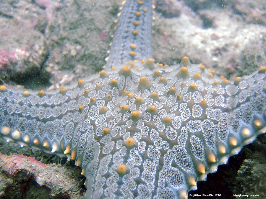 DSCF3139.JPG - underwater
