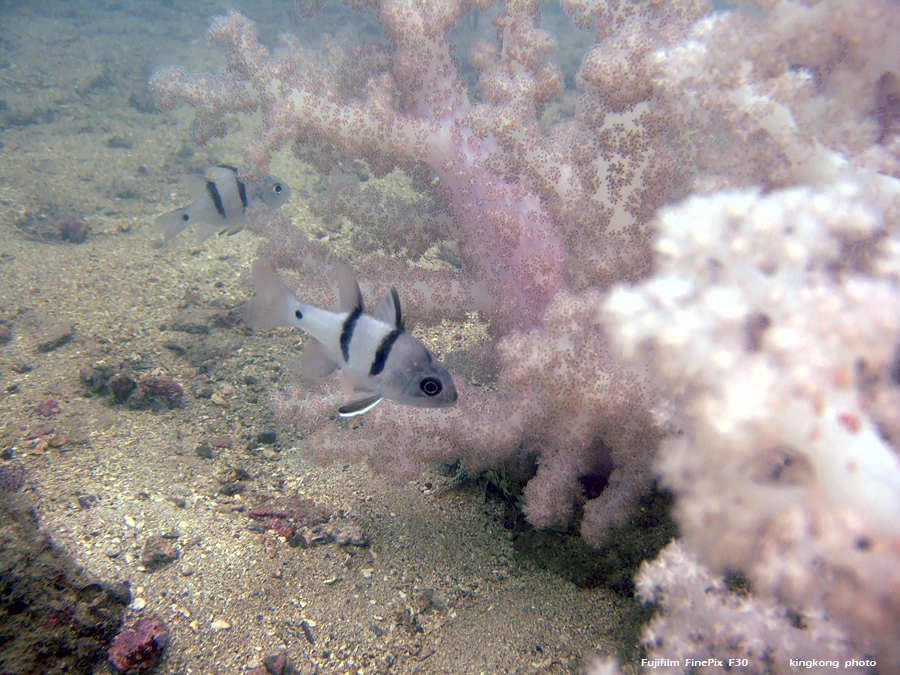 DSCF3141.JPG - underwater