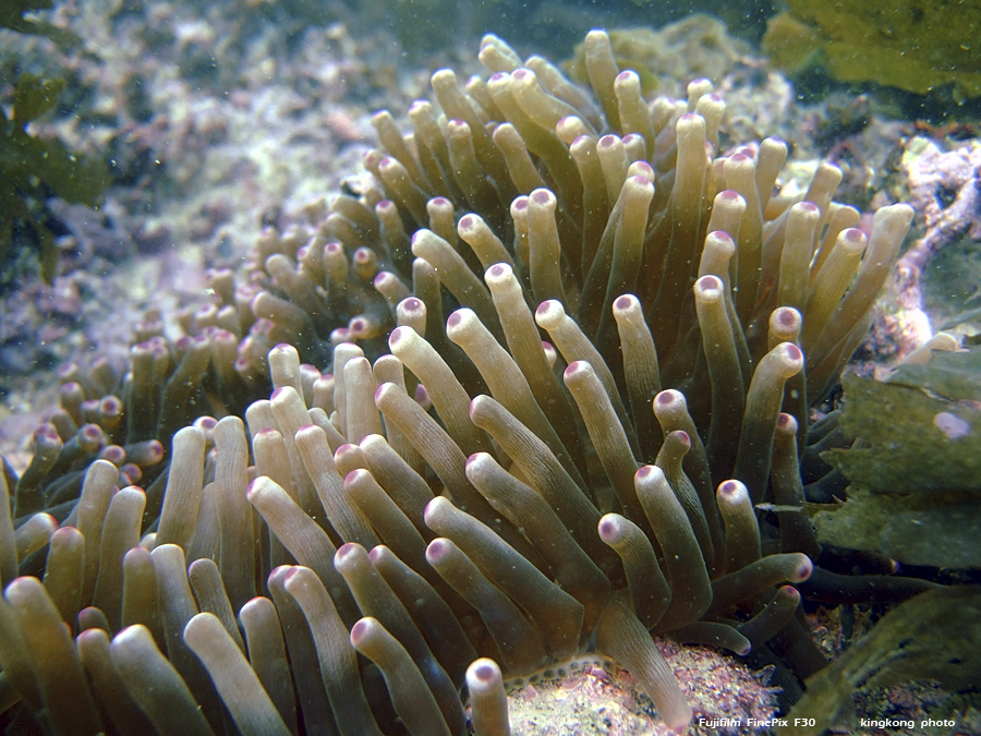 DSCF3146.JPG - underwater