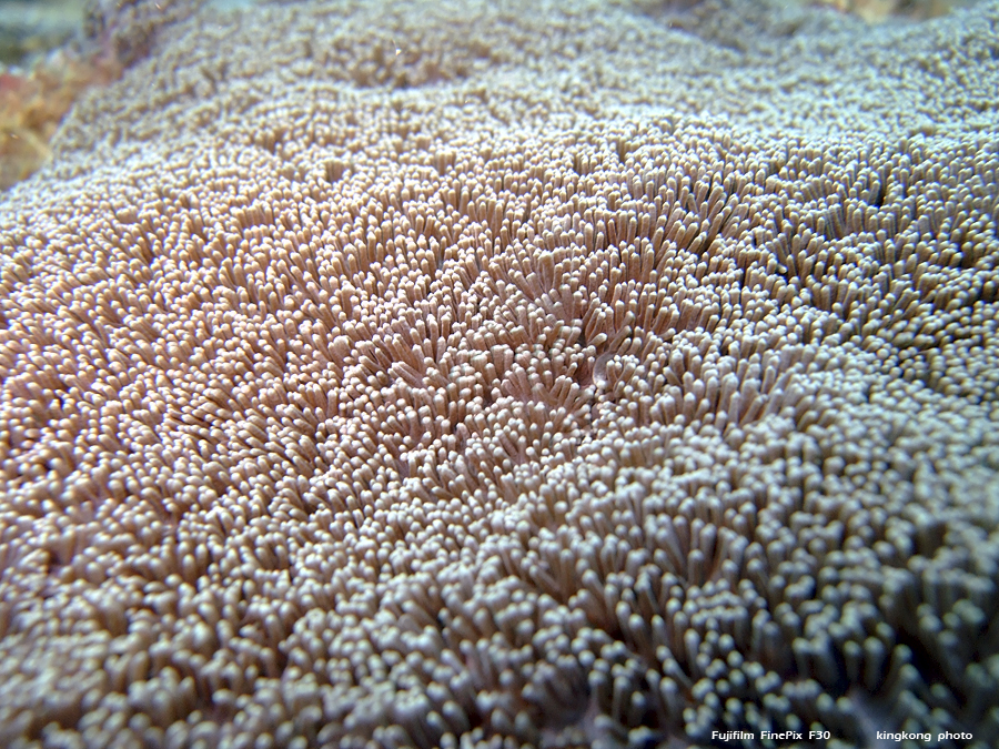 DSCF3153.JPG - underwater