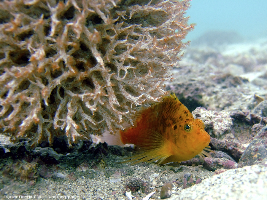 DSCF4774.JPG - underwater