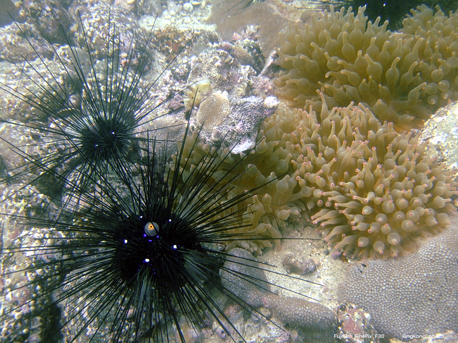 DSCF4776.JPG - underwater