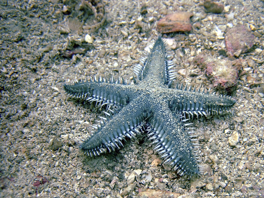 DSCF4782.JPG - underwater