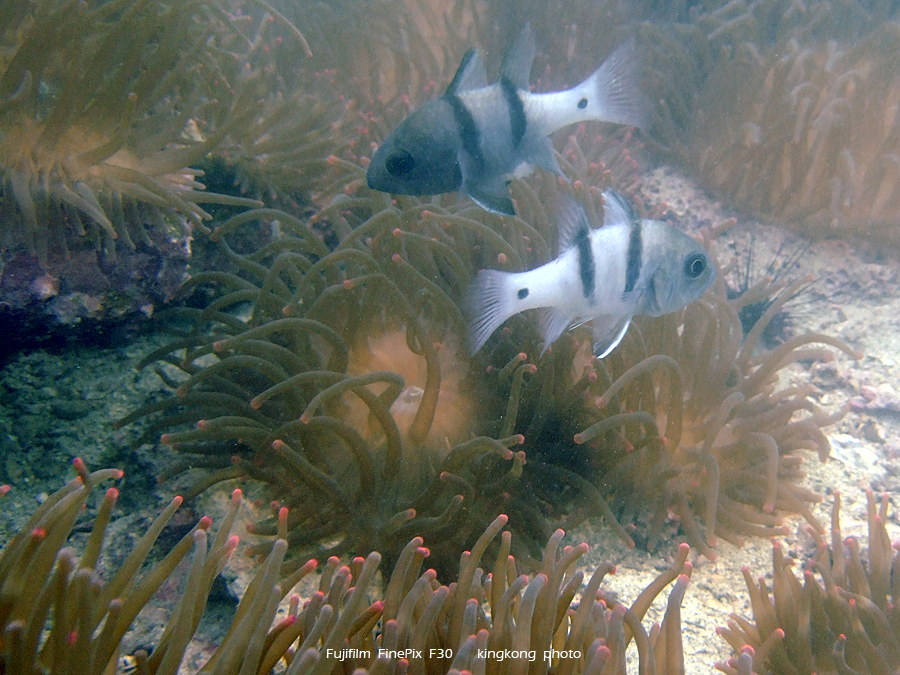 DSCF4787.JPG - underwater