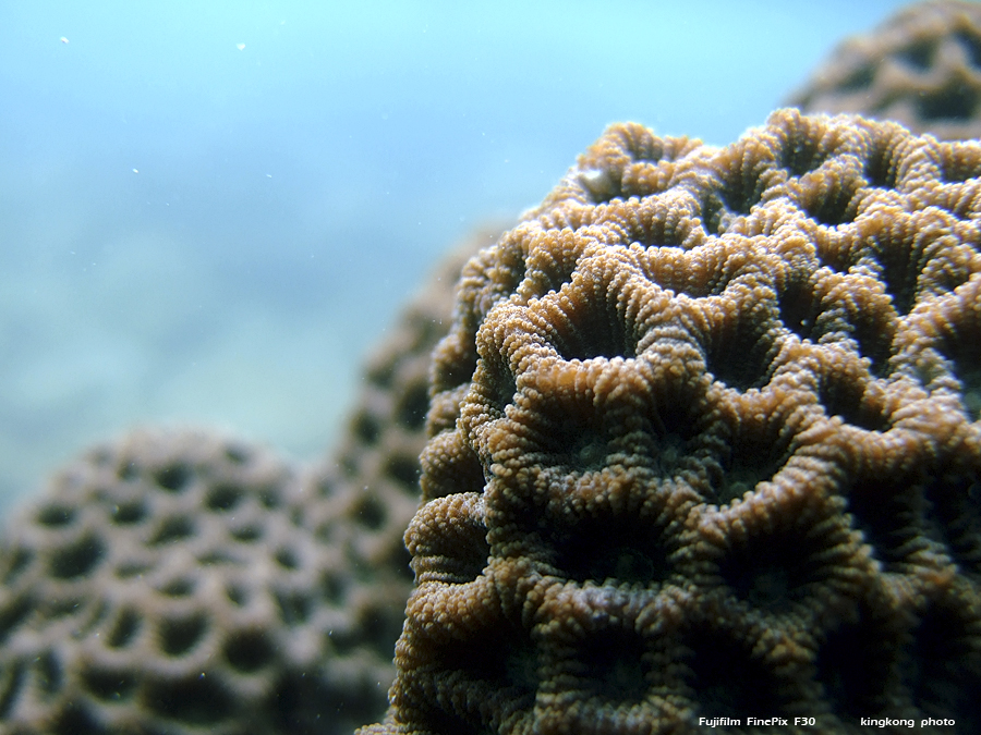 DSCF4900.JPG - underwater