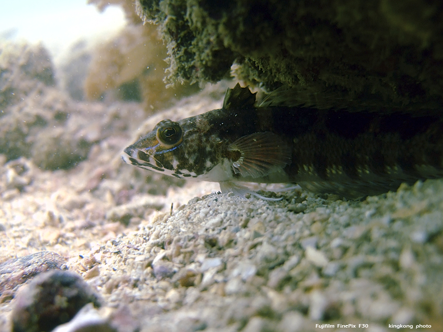 DSCF4913.JPG - underwater