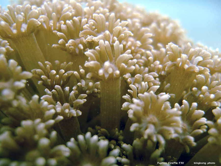 DSCF4914.JPG - underwater