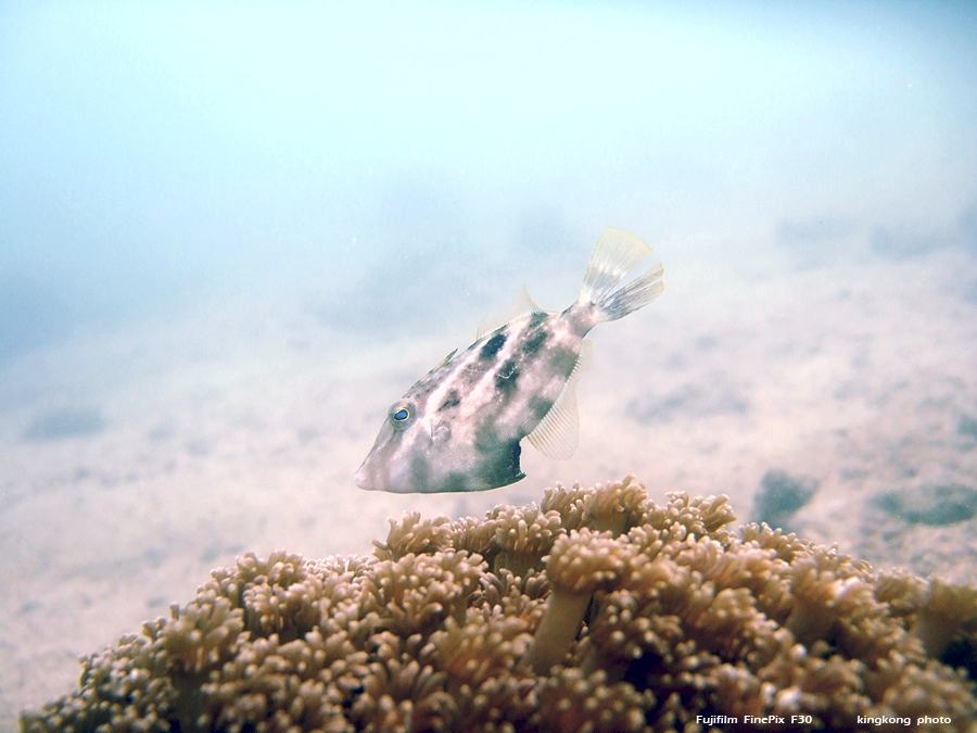 DSCF4915.JPG - underwater