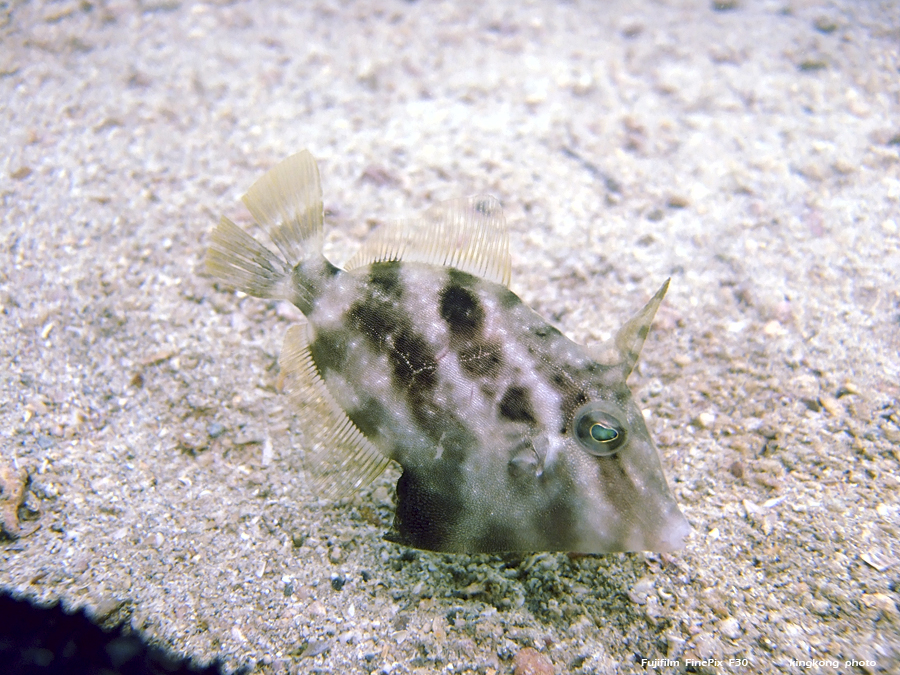 DSCF4921.JPG - underwater