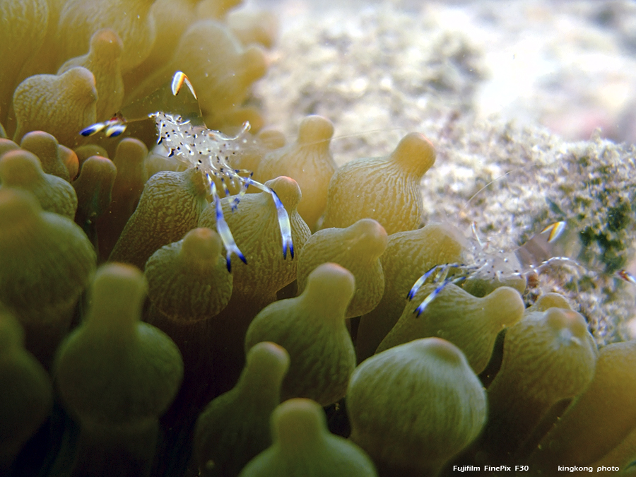 DSCF4939.JPG - underwater