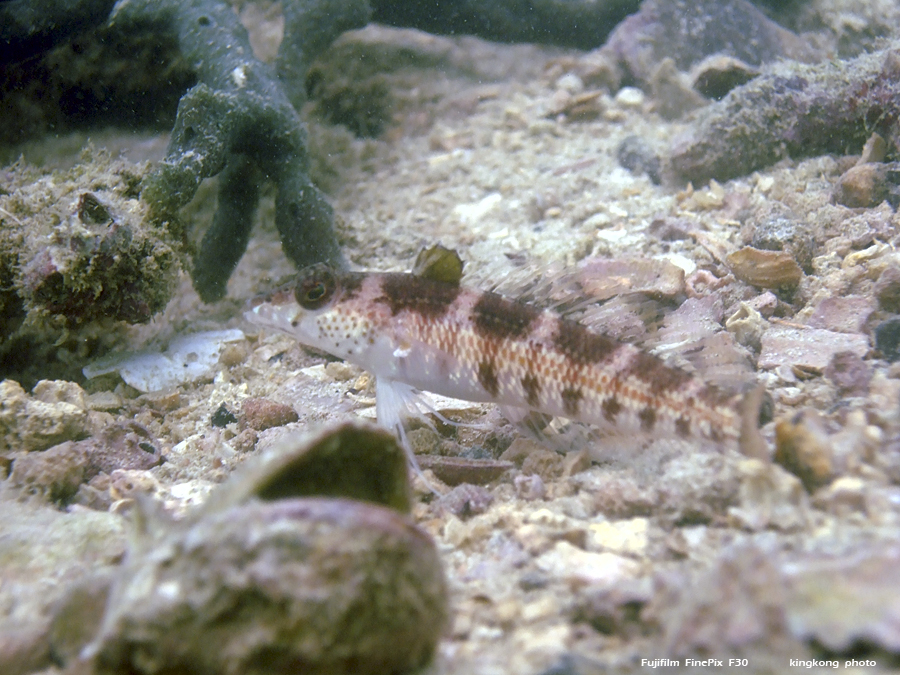 DSCF4943.JPG - underwater