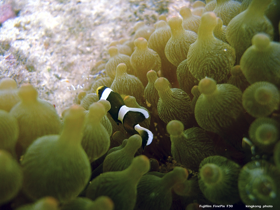 DSCF4947.JPG - underwater