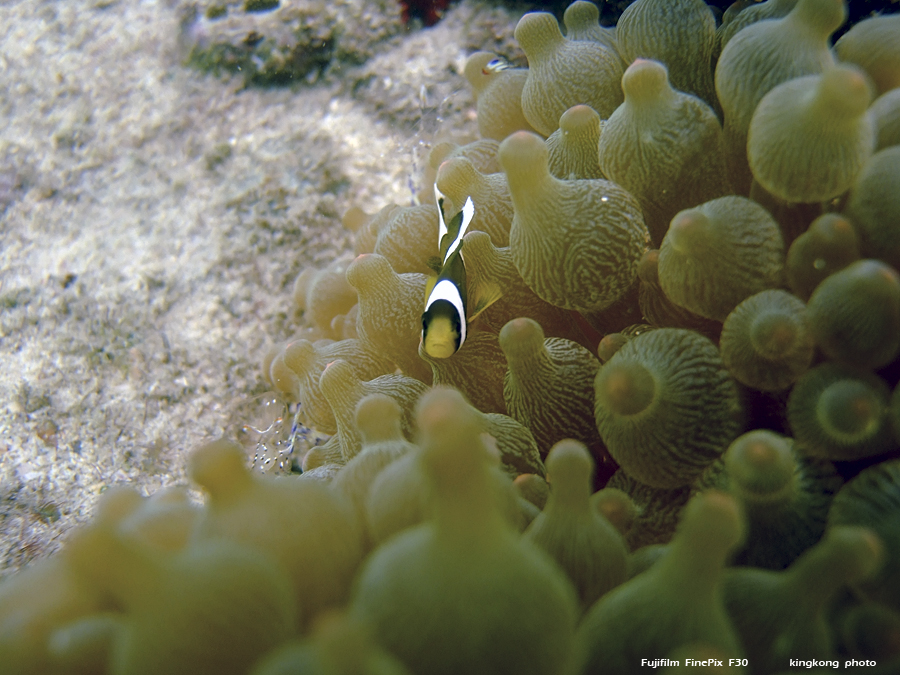 DSCF4949.JPG - underwater