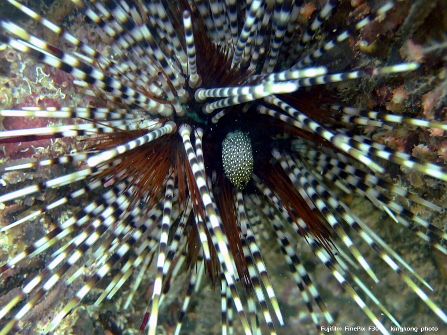 DSCF8395.JPG - 歰