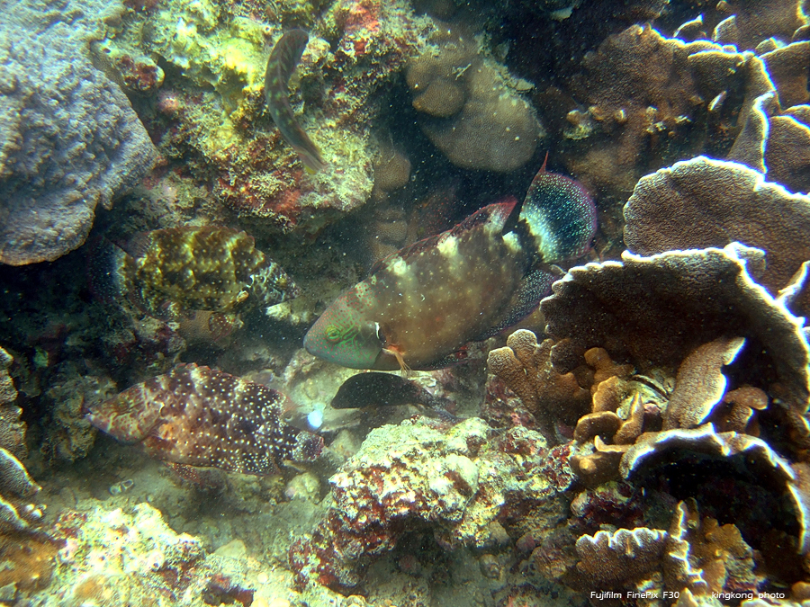 DSCF8560.jpg - Kiu Tsui