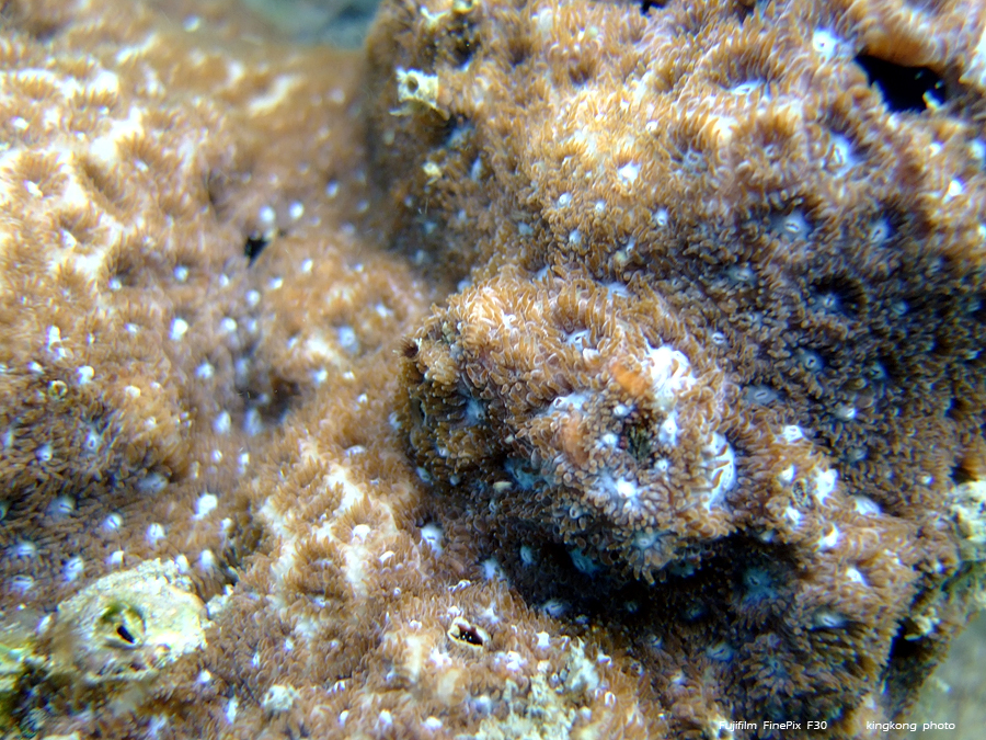 DSCF8593.jpg - Kiu Tsui