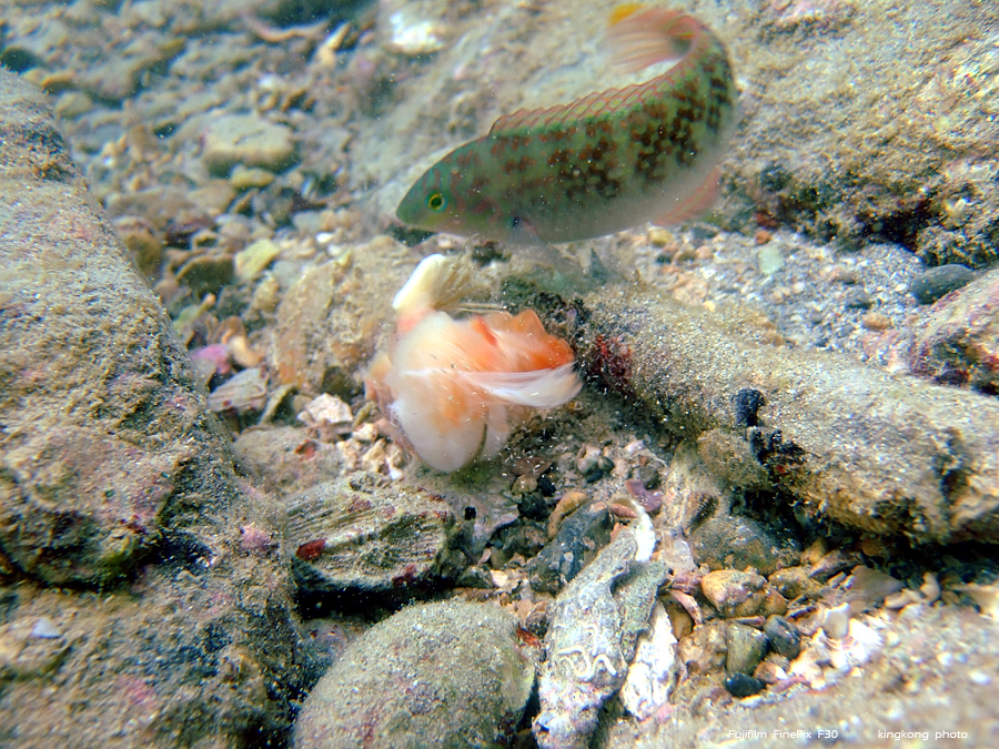 DSCF8600.jpg - Kiu Tsui