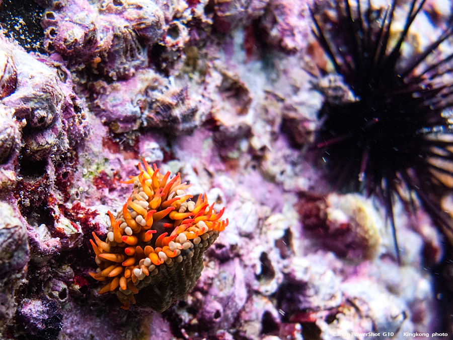 IMG_4419.jpg - 尖洲潛水12AUG2012
