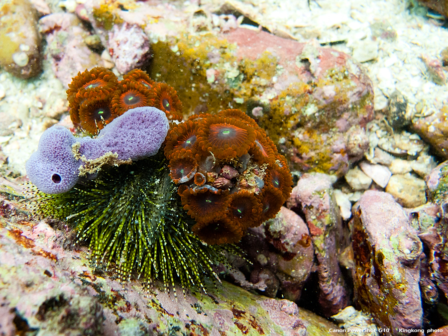 IMG_4435.jpg - 尖洲潛水12AUG2012