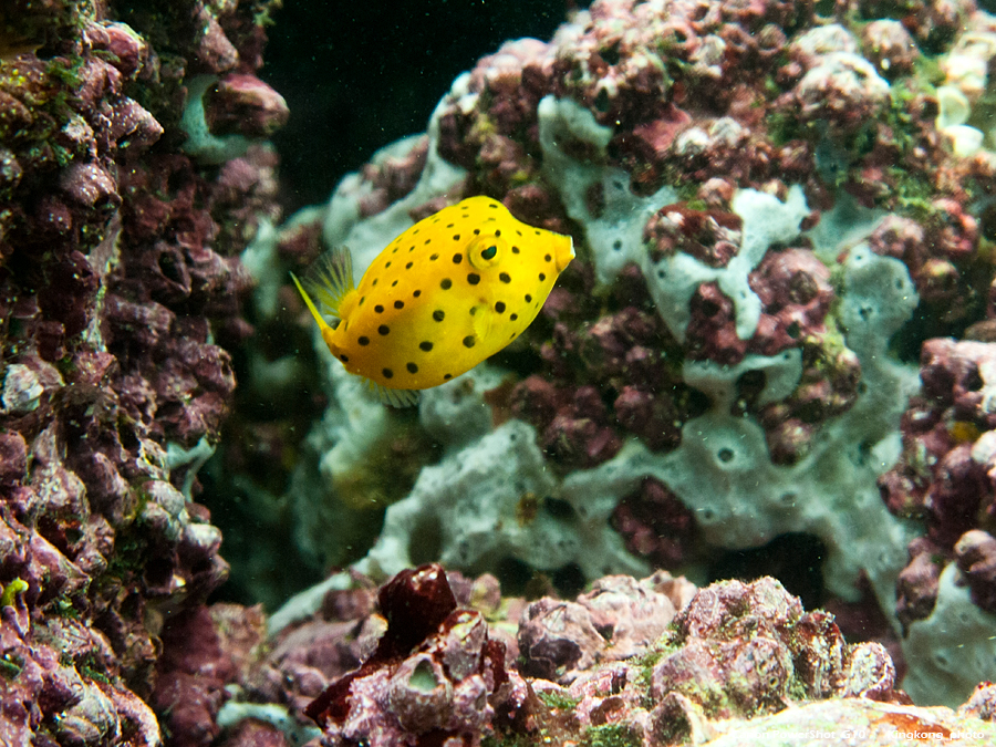 IMG_4518.jpg - 尖洲潛水12AUG2012