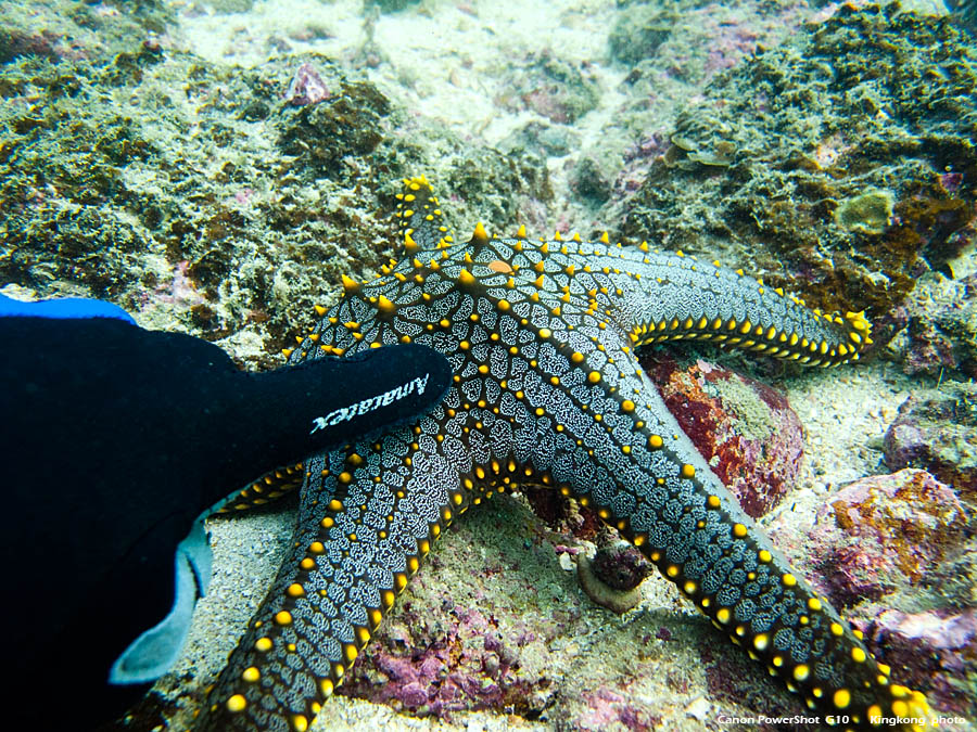 IMG_4940.jpg - 尖洲水底