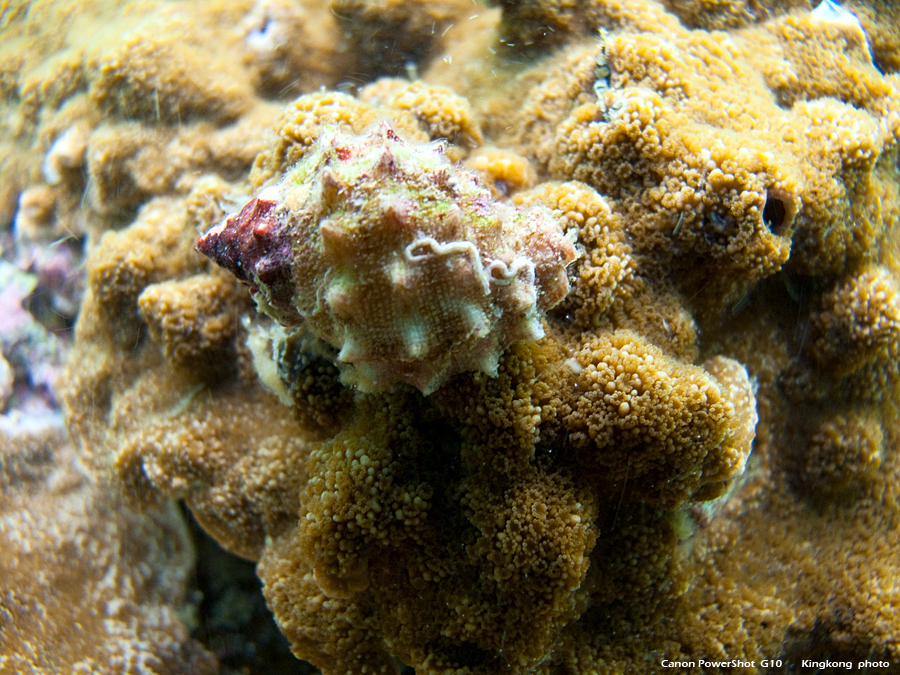 IMG_5274.JPG - UnderWater