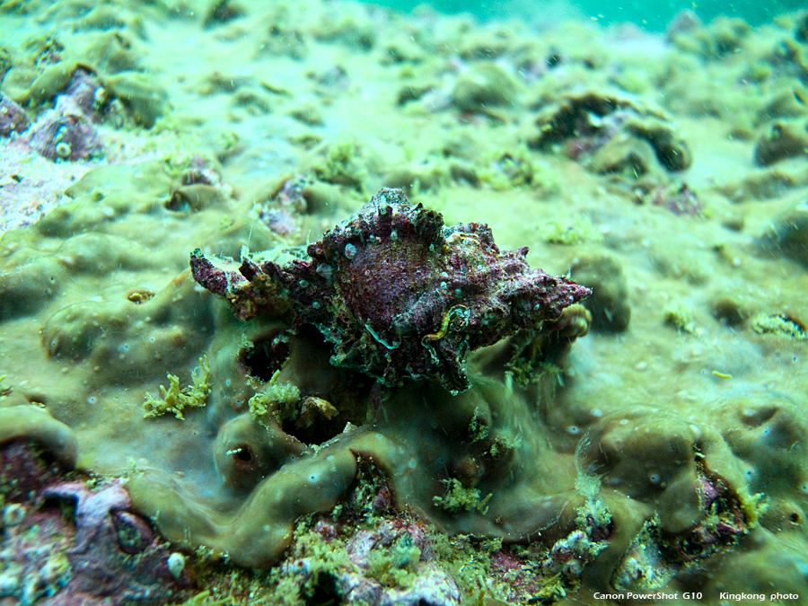IMG_5285.JPG - UnderWater