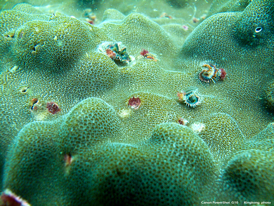 IMG_5287.JPG - UnderWater