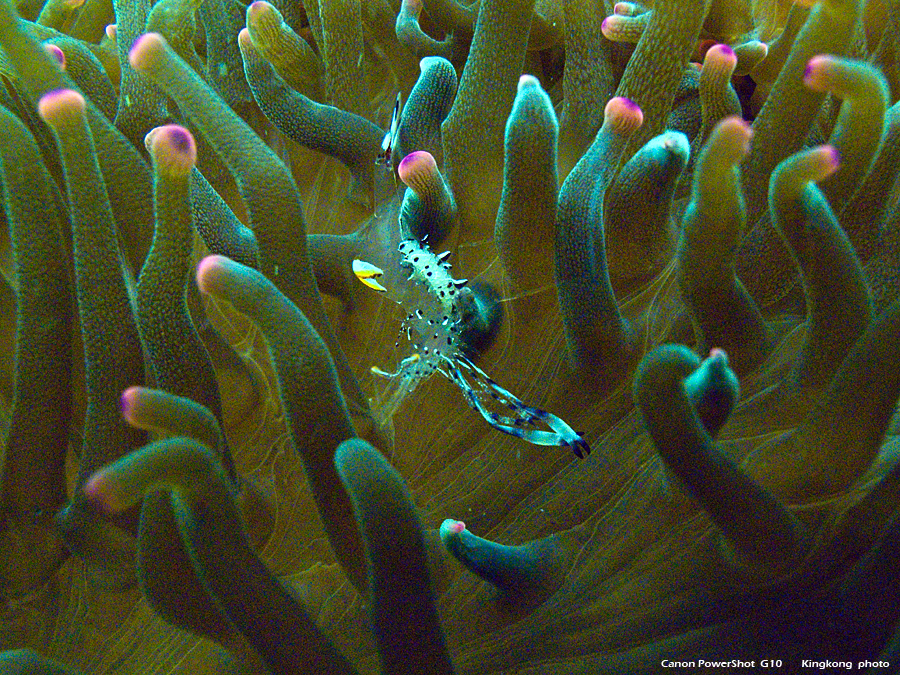 IMG_5306.JPG - UnderWater